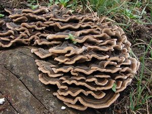 Outkovka pestrá - Trametes versicolor (L.) Lloyd 1921