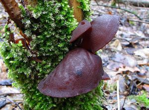 Boltcovitka ucho Jidášovo - Auricularia auricula-judae (Bull.) Quél. 1886