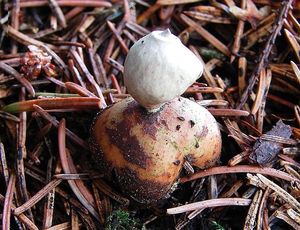 Hvězdovka smrková - Geastrum quadrifidum