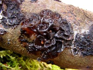 Černorosol bukový - Exidia glandulosa