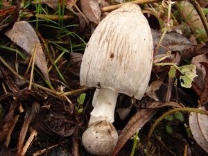 Hnojník inkoustový - Coprinus atramentarius ( Bull. ) Fr.