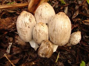 Hnojník inkoustový - Coprinopsis atramentaria (Bull.) Redhead, Vilgalys & Moncalvo 2001