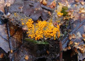 Oranžovka vřetenovýtrusá - Byssonectria terrestris