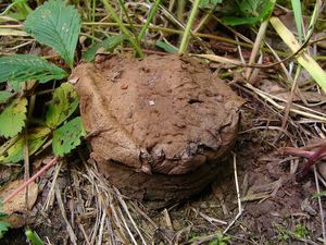 Pýchavka dlabaná - Calvatia utriformis