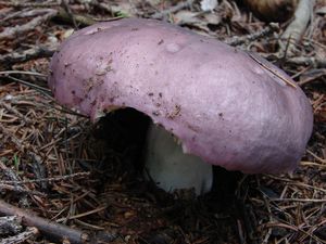 Holubinka namodralá - Russula cyanoxantha (Schaeff.) Fr. 1863