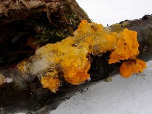 Rosolovka mozkovitá - Tremella mesenterica