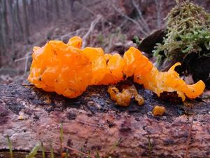 Rosolovka mozkovitá - Tremella mesenterica