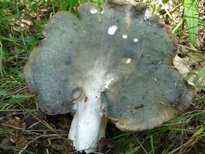Holubinka namodralá - Russula cyanoxantha (Schaeff.) Fr. 1863