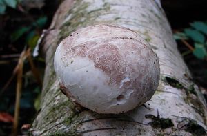 Březovník obecný - Piptoporus betulinus ( Bull. ) P. Karst.