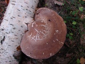 Březovník obecný - Piptoporus betulinus ( Bull. ) P. Karst.