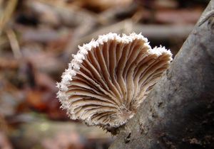 Klanolístka obecná - Schizophyllum commune Fr.: Fr.