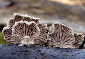 Klanolístka obecná - Schizophyllum commune Fr.: Fr.