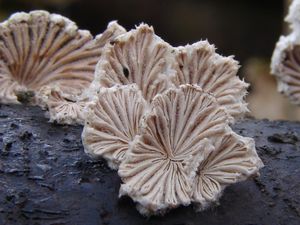 Klanolístka obecná - Schizophyllum commune Fr.: Fr.