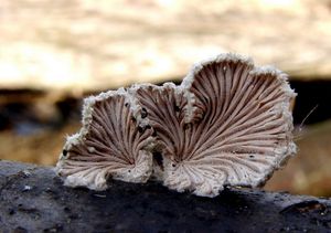 Klanolístka obecná - Schizophyllum commune Fr.: Fr.