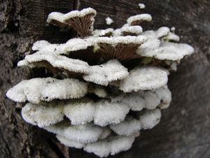 Klanolístka obecná - Schizophyllum commune Fr.: Fr.