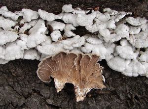 Klanolístka obecná - Schizophyllum commune Fr.: Fr.