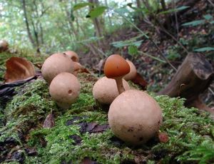 Pýchavka hruškovitá - Lycoperdon pyriforme