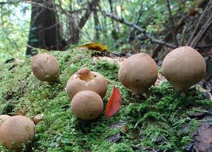 Pýchavka hruškovitá - Lycoperdon pyriforme