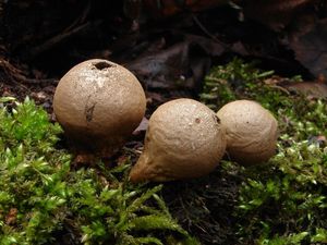 Pýchavka hruškovitá - Lycoperdon pyriforme