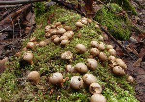 Pýchavka hruškovitá - Lycoperdon pyriforme