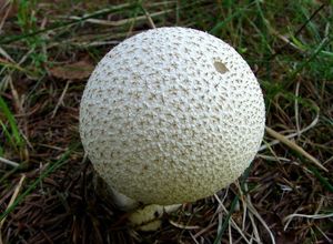 Pýchavka palicovitá - Lycoperdon excipuliforme (Scop.) Pers. 1801