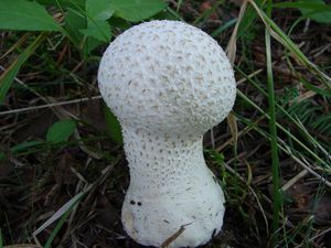 Pýchavka palicovitá - Lycoperdon excipuliforme (Scop.) Pers. 1801