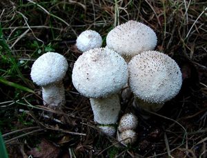 Pýchavka obecná - Lycoperdon perlatum Pers. 1796