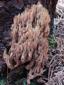 Kuřátka nazelenalá - Ramaria apiculata ( Fr.) Donk.