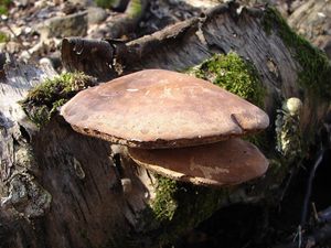 Březovník obecný - Fomitopsis betulina (Bull.) B.K. Cui, M.L. Han & Y.C. Dai  in Han, Chen, Shen, Song, Vlas&#225;k, Dai &amp; Cui 2016