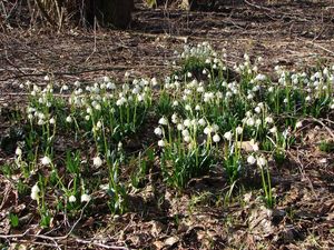 Bledule jarní (Leucojum vernum L.)