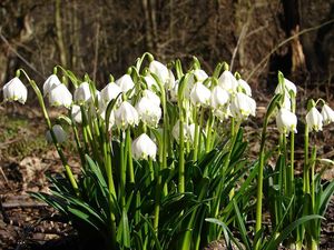 Bledule jarní (Leucojum vernum L.)