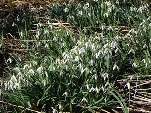 Sněženka podsněžník (Galanthus nivalis)