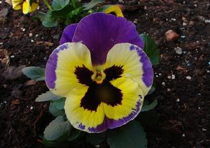 Klikni pro velký obrázek