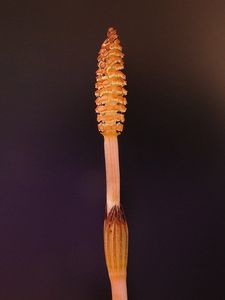 Přeslička rolní (Equisetum arvense )