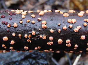 Rážovka rumělková - Nectria cinnabarina ( Tode.: Fr ) Fr.