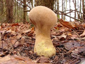 Pýchavka palicovitá - Lycoperdon excipuliforme (Scop.) Pers. 1801