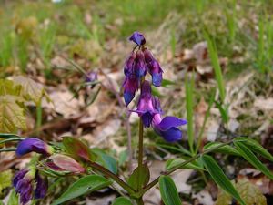 Hrachor jarní (Lathyrus vernus)