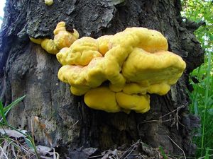 Sírovec žlutooranžový - Laetiporus sulphureus (Bull.) Murrill 1920
