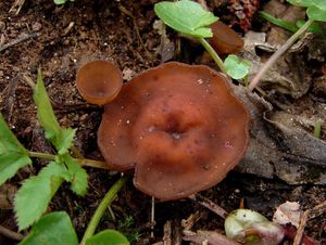 Hlízenka hlíznatá - Sclerotinia sclerotiorum (Lib.) de Bary