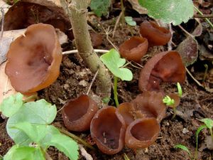 Hlízenka hlíznatá - Sclerotinia sclerotiorum (Lib.) de Bary