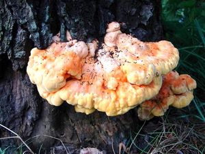 Sírovec žlutooranžový - Laetiporus sulphureus (Bull.) Murrill 1920