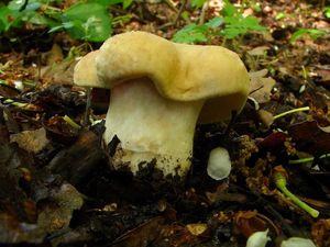 Klikni pro velký obrázek