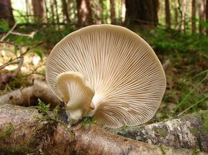 Hlíva plicní - Pleurotus pulmonarius (Fr.) Quél. 1872