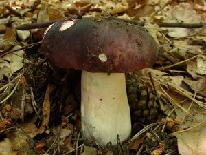 Klikni pro velký obrázek