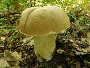 Klikni pro velký obrázek