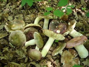 Klikni pro velký obrázek