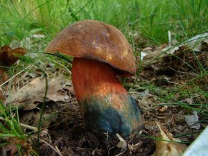 Hřib kovář - Neoboletus luridiformis (Rostk.) Gelardi, Simonini & Vizzini 2014