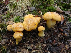 Liška obecná - Cantharellus cibarius Fr. 1821