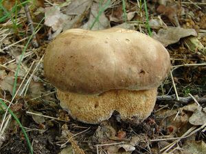 Klikni pro velký obrázek