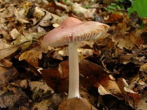 Helmovka narůžovělá - Mycena rosea Gramberg 1912